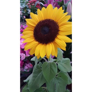 Benih Bibit Big Sunflower 50 Benih Dua Ribuan PG KDR