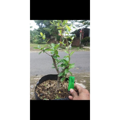 bibit Cherry Barbados vietnam sianci manis 100% asli