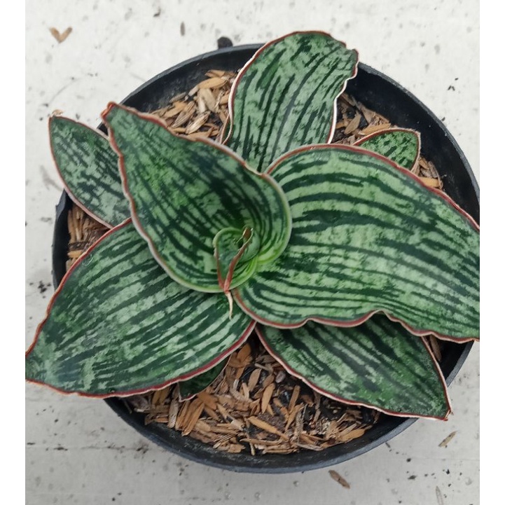 sansevieria Cleopatra