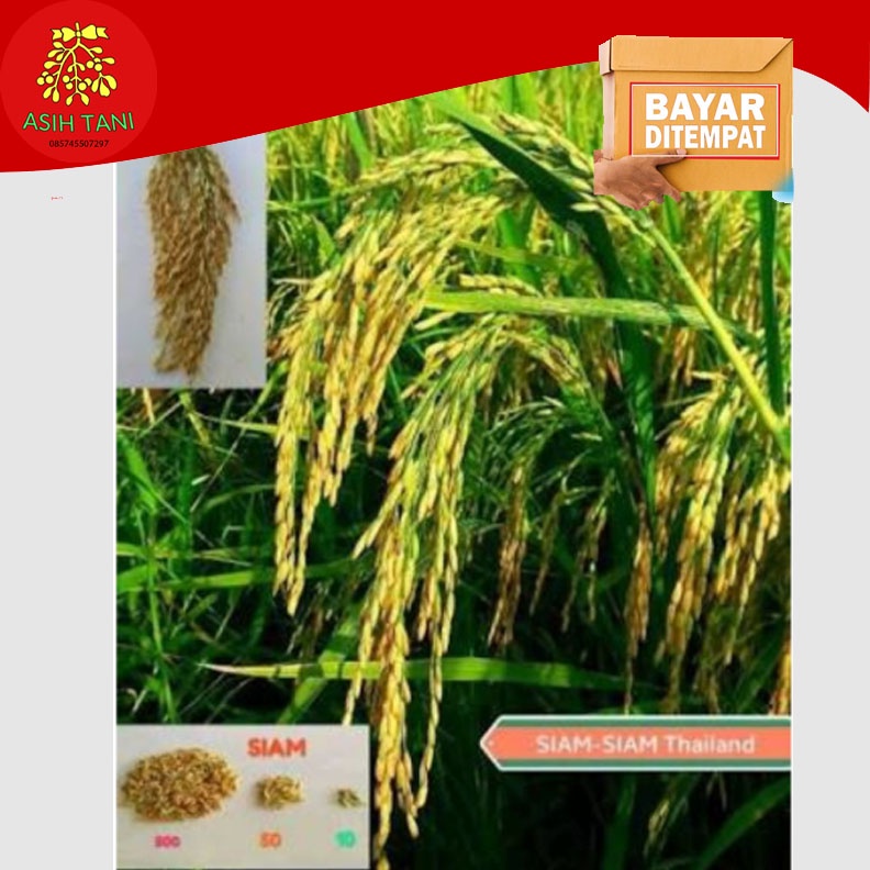 Benih Padi Siam-Siam Thailand Bibit Padi 5kg