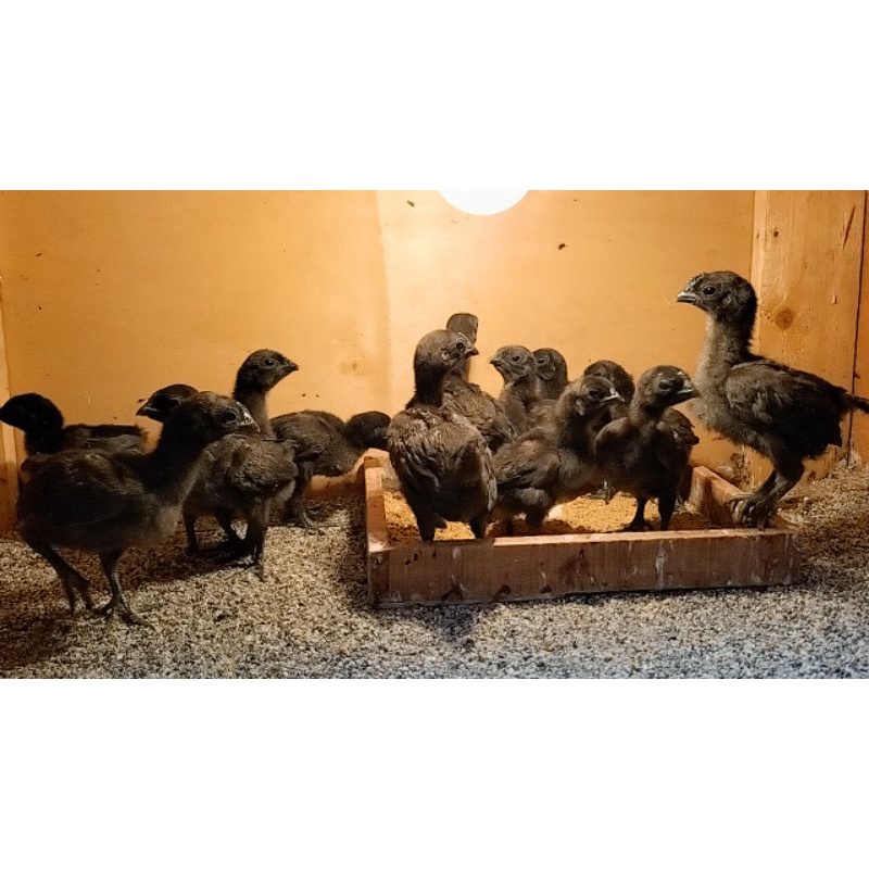 anakan ayam cemani lidah ABU-ABU