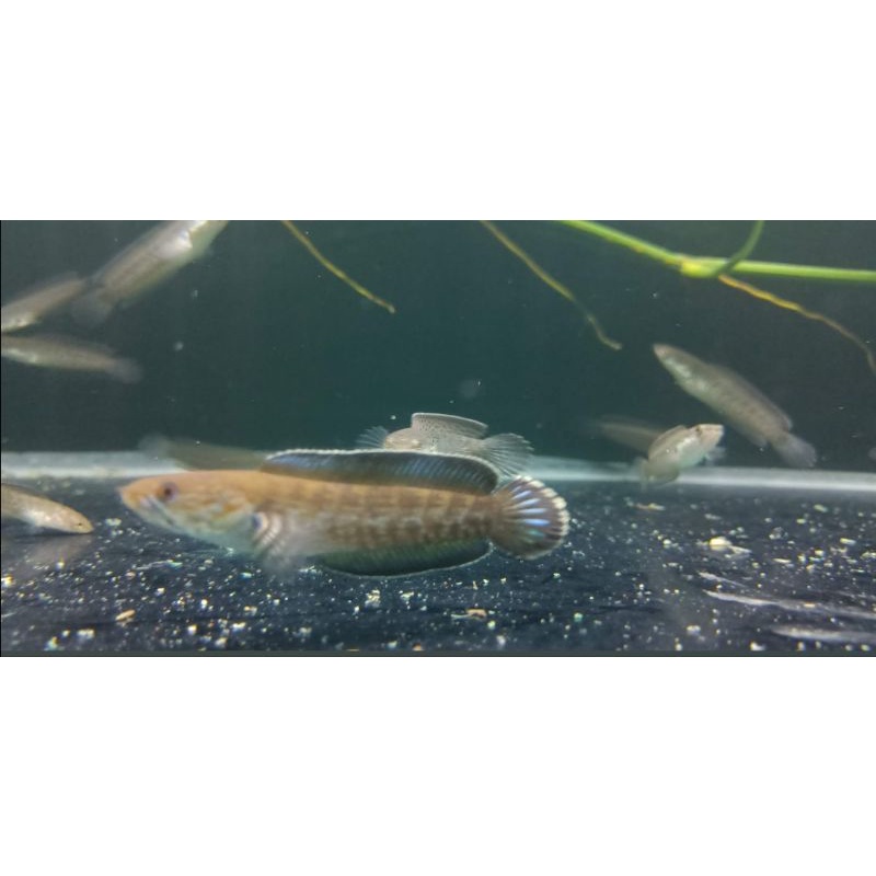 channa andrao 6-7 cm. rim tebal full pelet