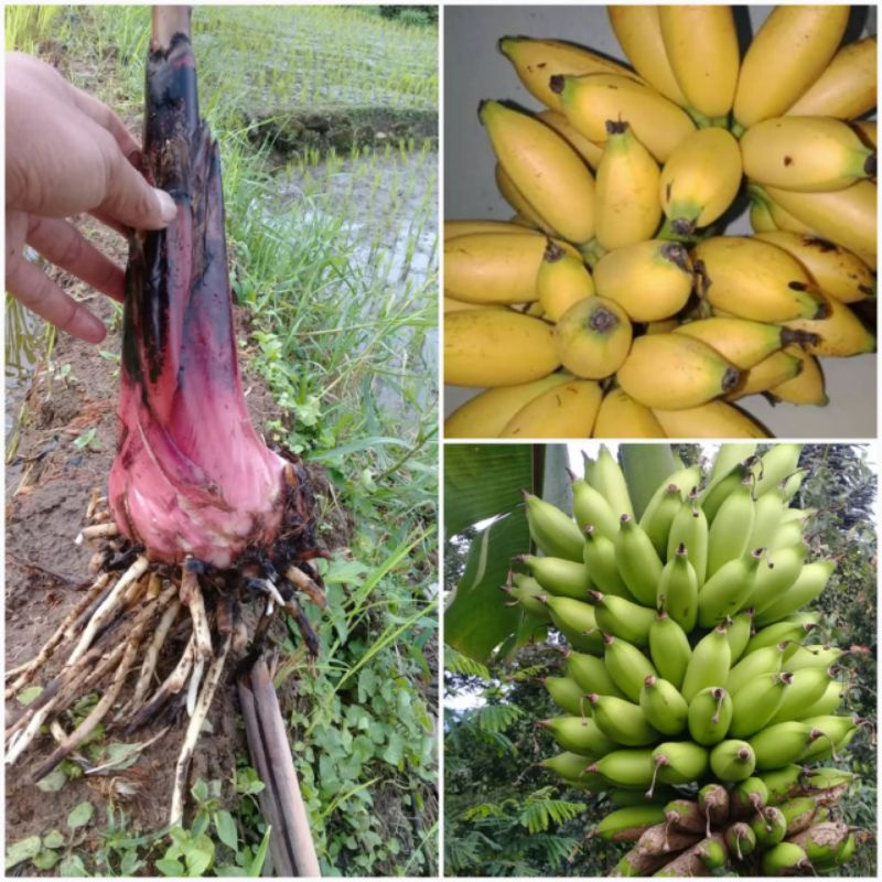 Bibit tunas pisang lampung