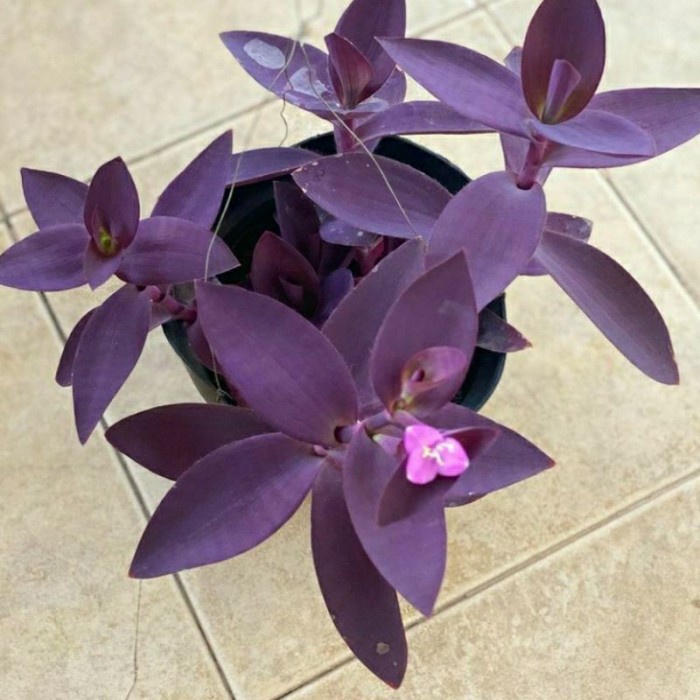 Tanaman hias adam hawa ungu/tanaman adam hawa ungu/pohon adam hawa ungu