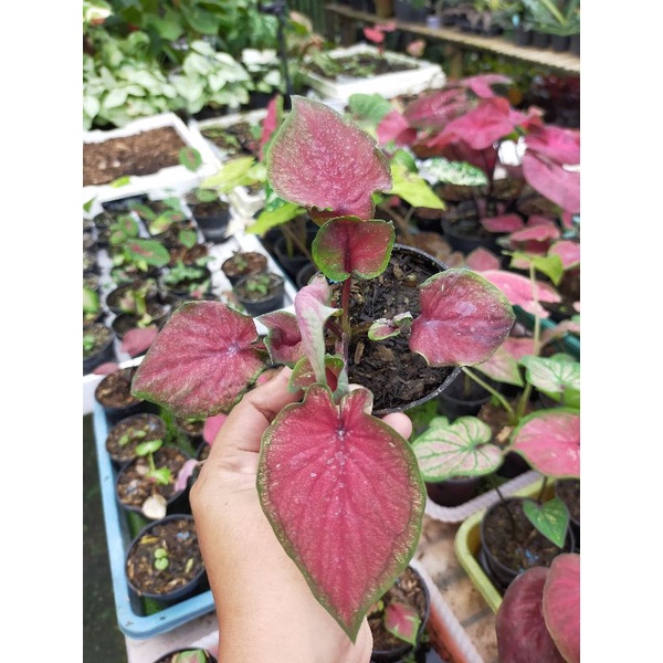 Caladium red jaguar