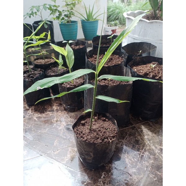 bibit jahe merah siap tanam