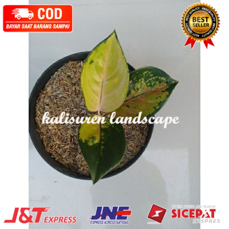 promo anakan aglonema sb