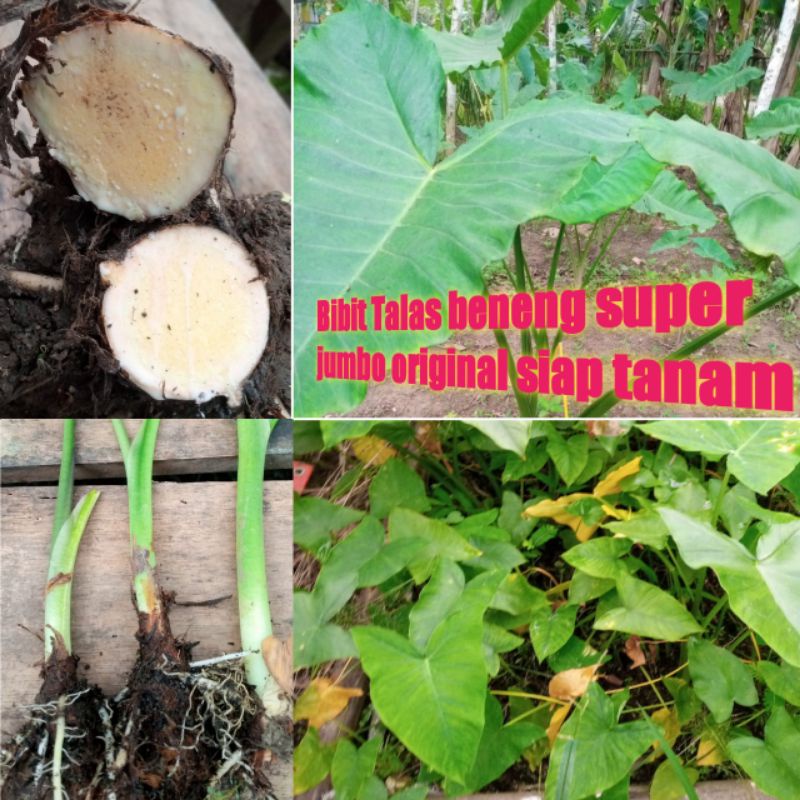 Bibit Umbi Talas Beneng Original Siap Tanam