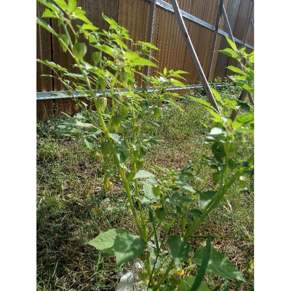 

sayur ciplukan hijau hidup