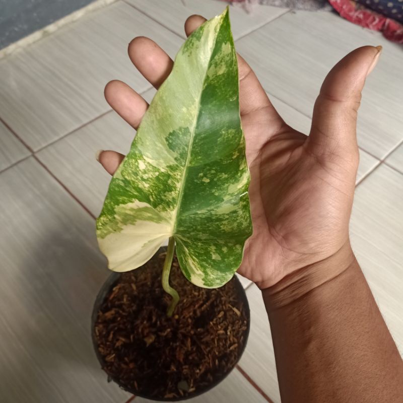 philodendron domesticum