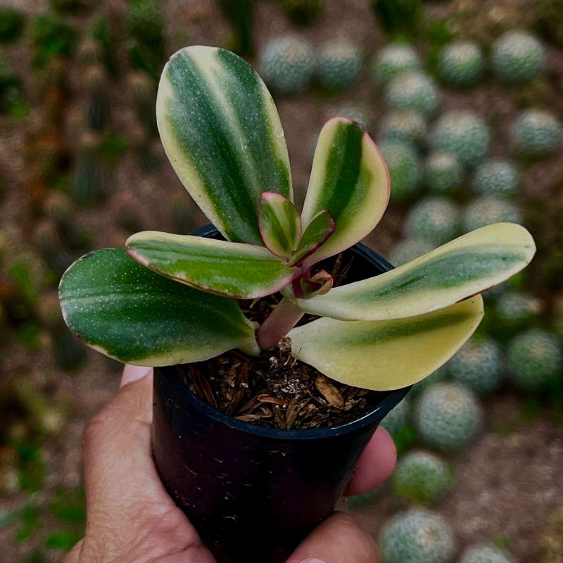 Sukulen Jade Plant