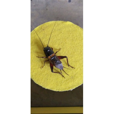 Grosir Jangkrik kalung Aduan / Jangkrik kalung fress Ukuran 4,5,6,7