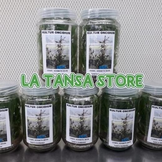 Bibit Botol Anggrek Oncidium