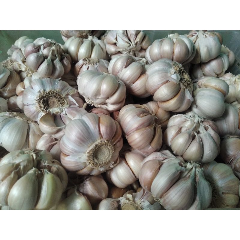 

BAWANG PUTIH HONAN/BAWANG PUTIH BIASA #1Kg