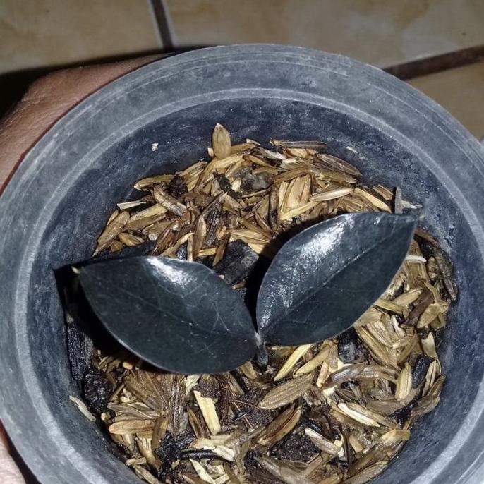 Tanaman zamia black raven