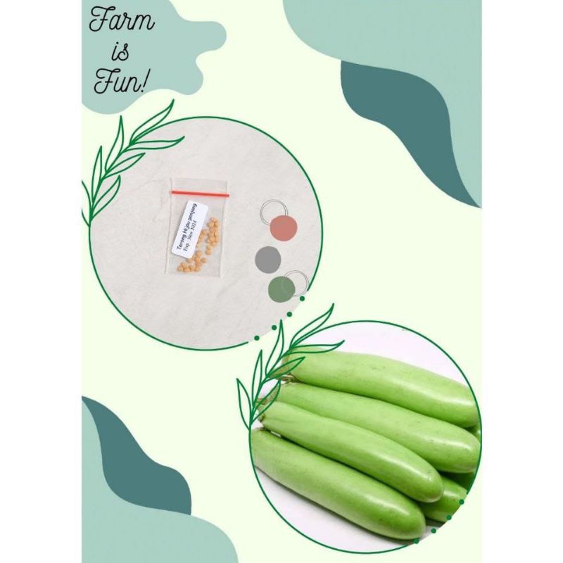 Benih "Terong Hijau"