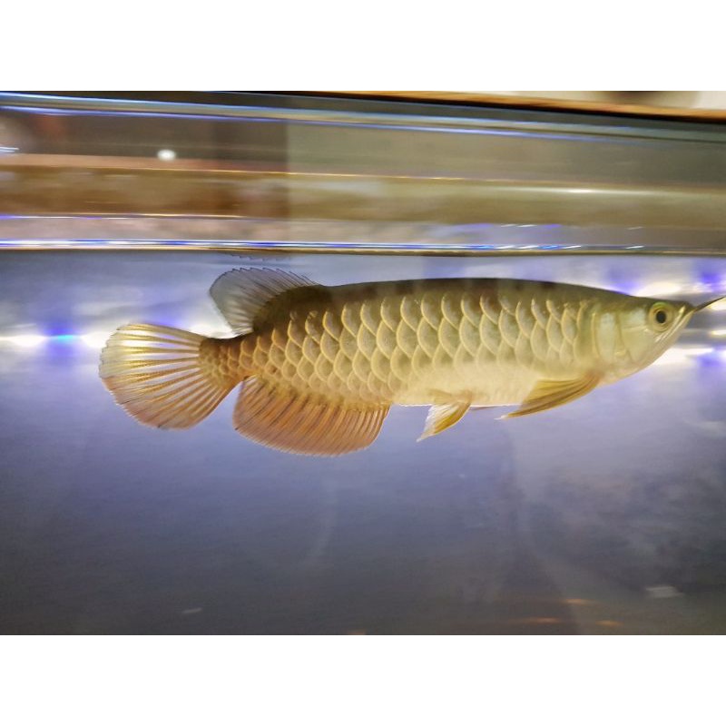 arowana golden red highback