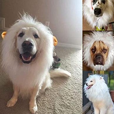 Dog Lion Wig kostum Size XL Wig Singa untuk kucing / Anjing BESAR - Putih