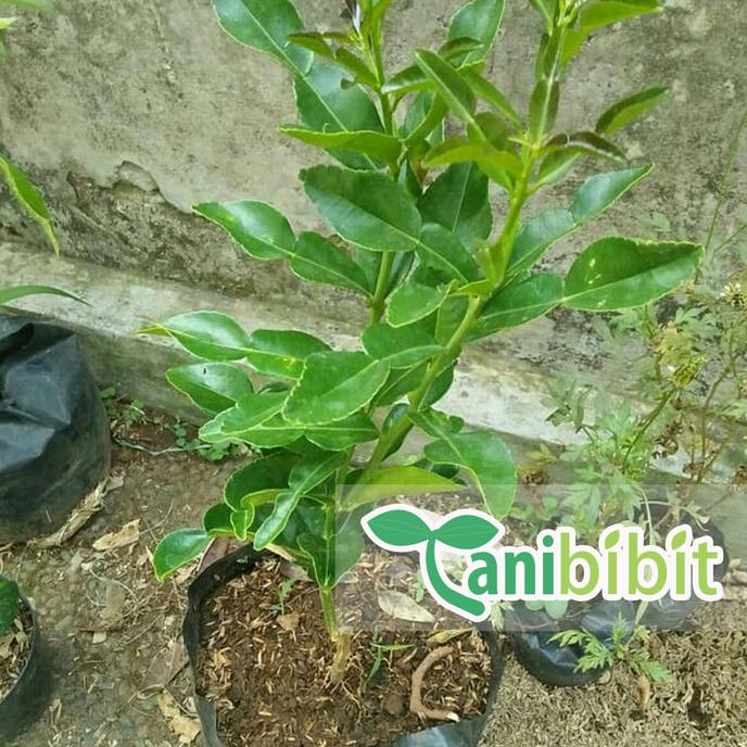 joss Bibit Pohon Jeruk Purut - Tanaman Buah Jeruk Purut viral