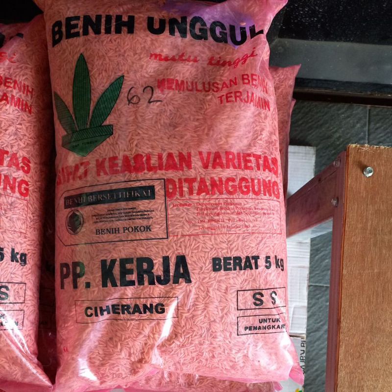 benih padi PP KERJA BOYOLALI CIHERANG