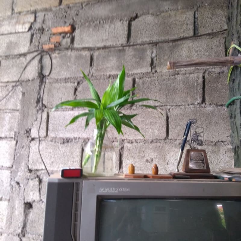 Tanaman Hias indoor - Sri Rejeki Air (Include Pot Air)