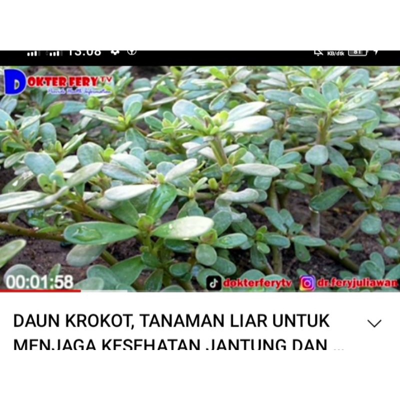 

Daun Krokot herbal 250 gr