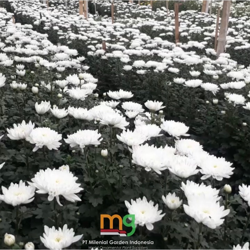 bunga potong aster krisan putih bunga besar isi 10 pcs - bunga potong murah - bunga potong bahan bou