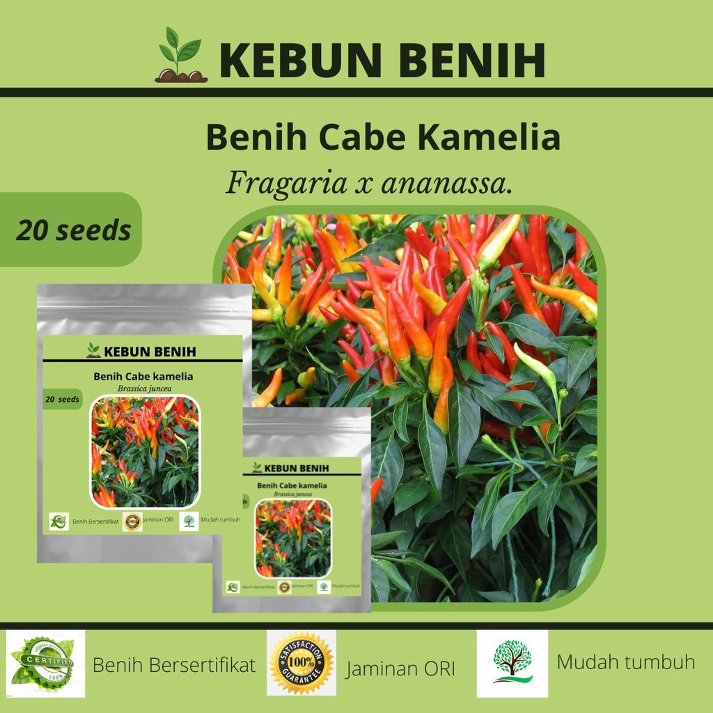 Benih Tanaman Cabai Rawit Camelia/ Cabe Rawit Kamelia Kualitas Unggul 20 Seeds