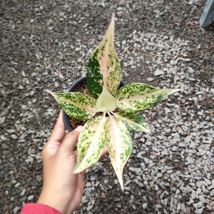 Aglonema mutiara siam