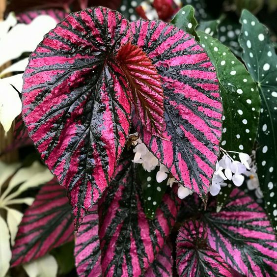 Tanaman hias begonia ssp exoctica jumbo