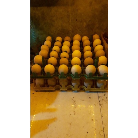 

telur fertil