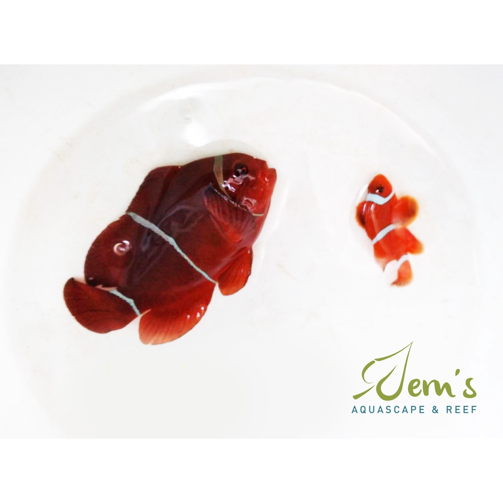 

Balong Pasangan (Paired Maroon Clownfish)
