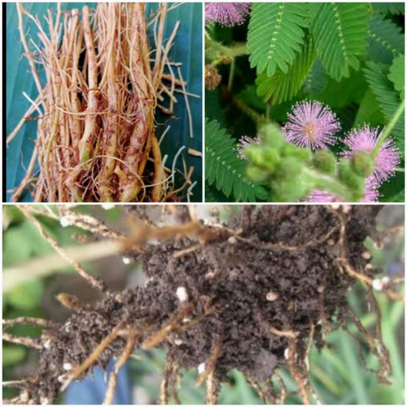 

Akar putri malu segar 250 gram