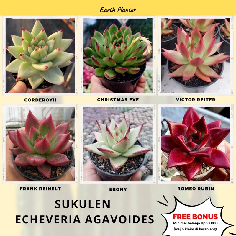 Sukulen Echeveria Agavoides | Bebas Pilih Jenis Satuan | Agavoides Mundy | Paket Paketan Kaktus Seku