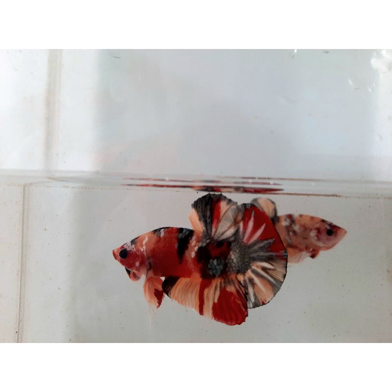 

paket 10 ekor nemo cooper