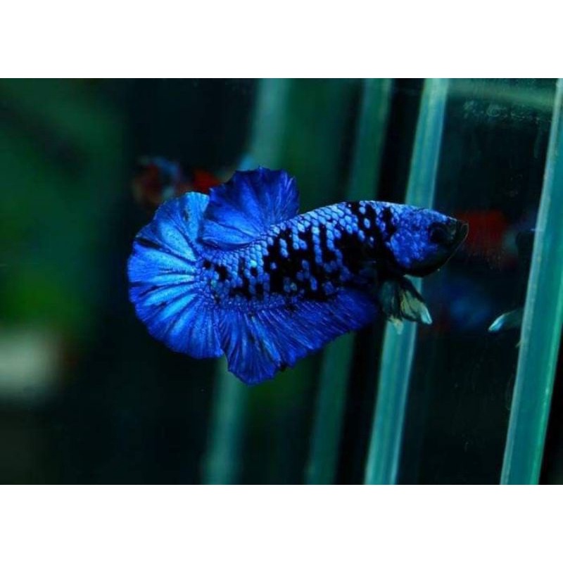 KING GORDON AVATAR RINTIK BUKAN BESGEL
