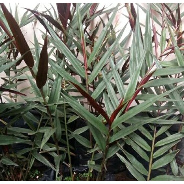 BIBIT JAHE WULUNG /JAHE HITAM