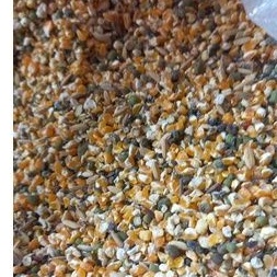 jagung campur gabah merah kiloan makanan burung derkuku puter ayam kate ayam bangkok dll