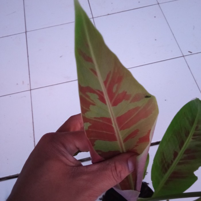 new bibit bonggol pisang blood banana