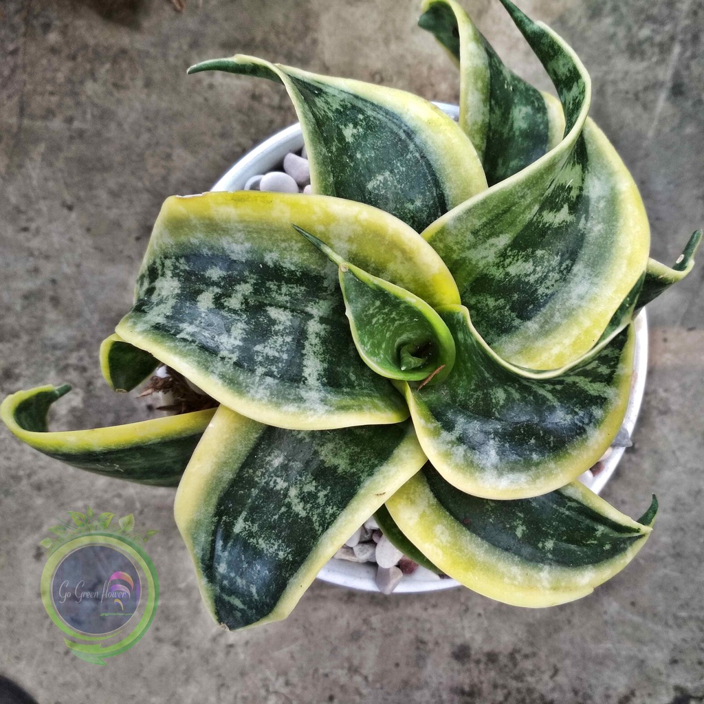 SANSEIVIERIA TWISTER sanseiviera twister SANSIVERA TWISTER sansivera twister tsunami