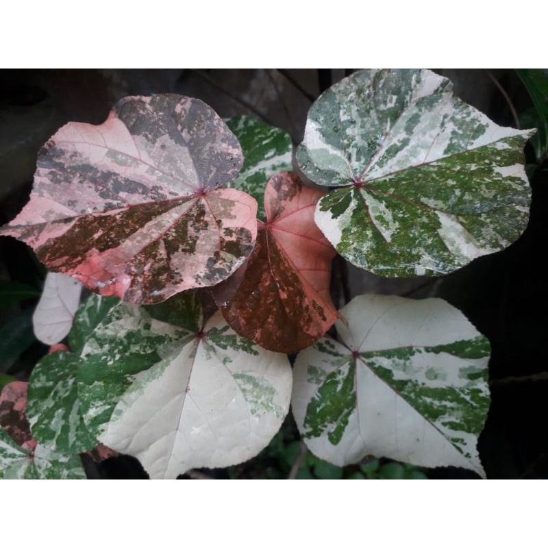 bibit waru variegata/waru varigata/bibit bonsai waru varigata