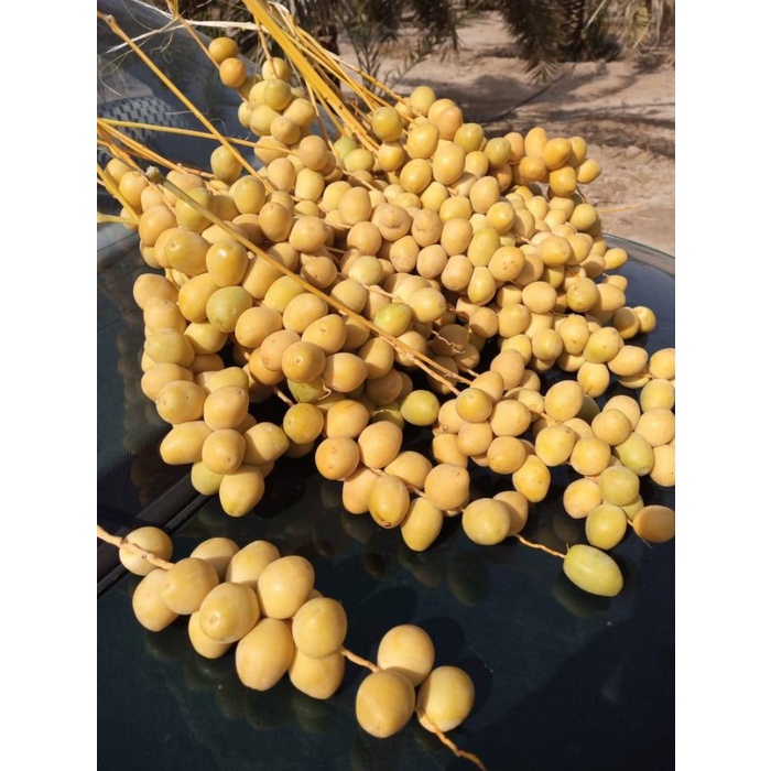 KURMA MUDA SEGAR, FRESH , KURMA RUTHAB SEGAR, kurma kuning dan merah