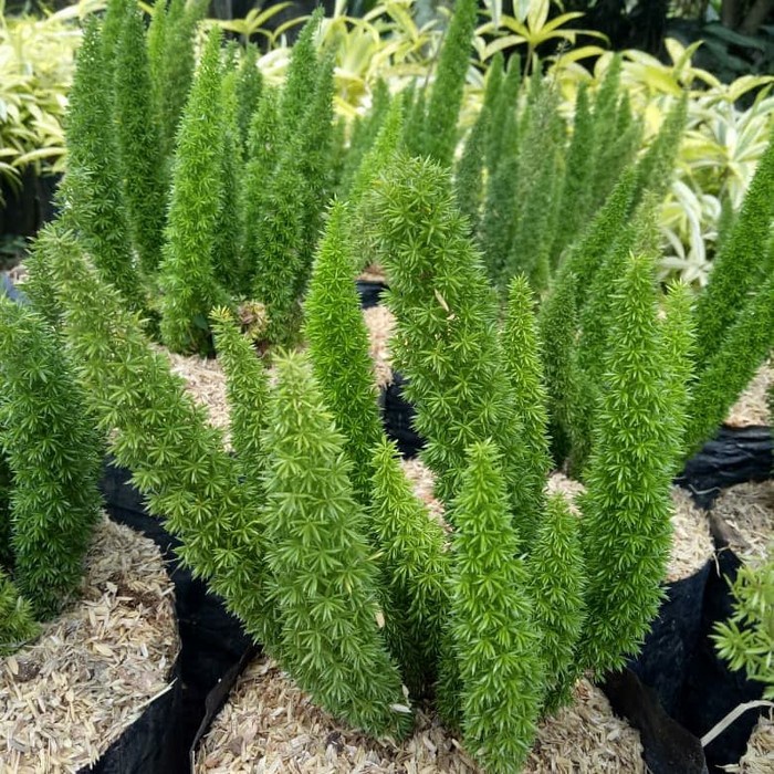 Tanaman hias ekor tupai/tanaman ekor tupai/pohon ekor tupai