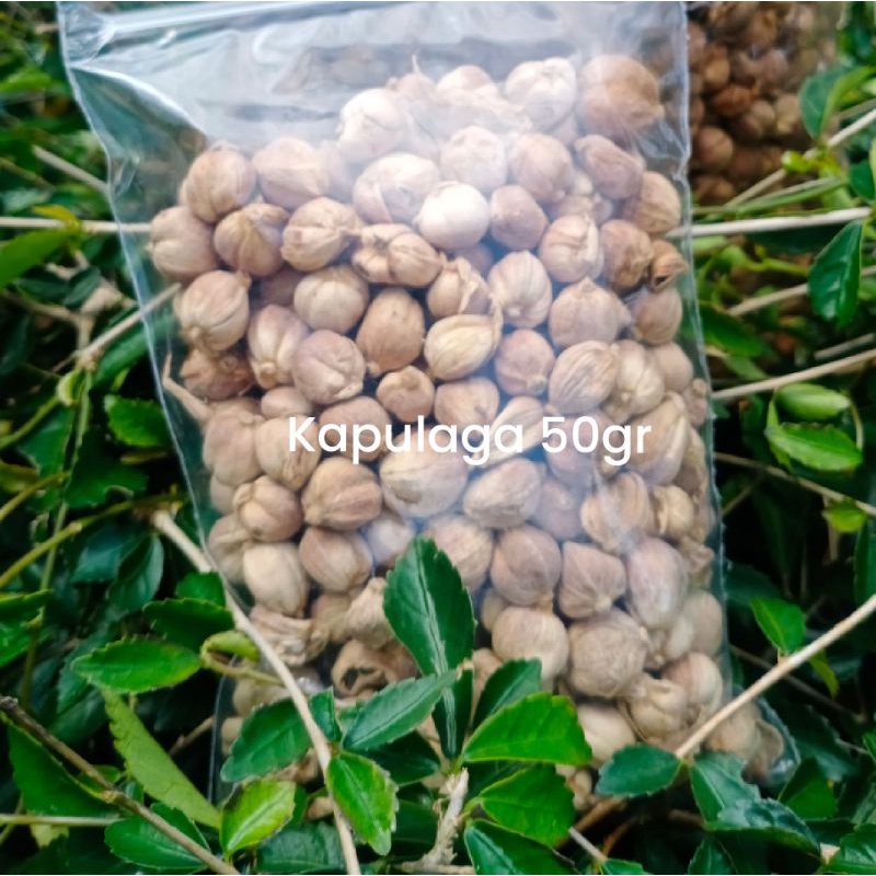 

Kapulaga 50gr Kapulaga Jawa Kapolaga Bersih Tanpa Pemutih