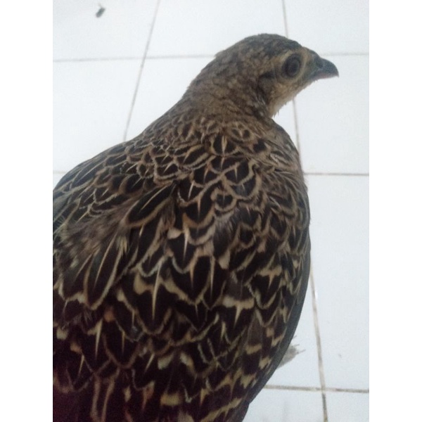 ayam hutan hijau betina siap produk