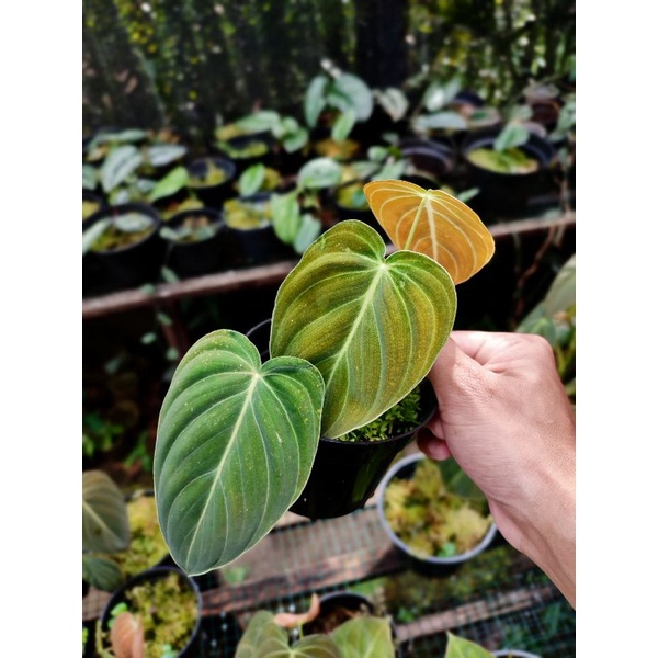 philodendron melanochrysum
