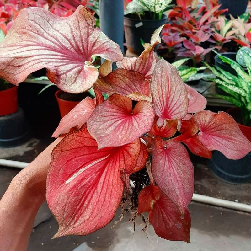 Caladium garuda merah 1-3 Daun Tanaman Keladi Hias Murah Impor Thailand Import BUKAN bonggol bibit