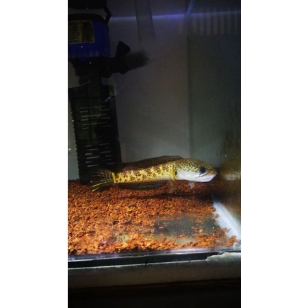 Channa Auranti 15-16cm