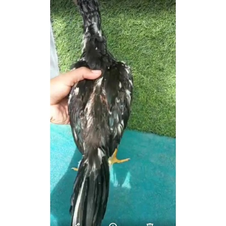 Vtamin kesehatan Ayam Promo Bonus Anakan Ayam Ekor Lidi Kaku Line Imppreza