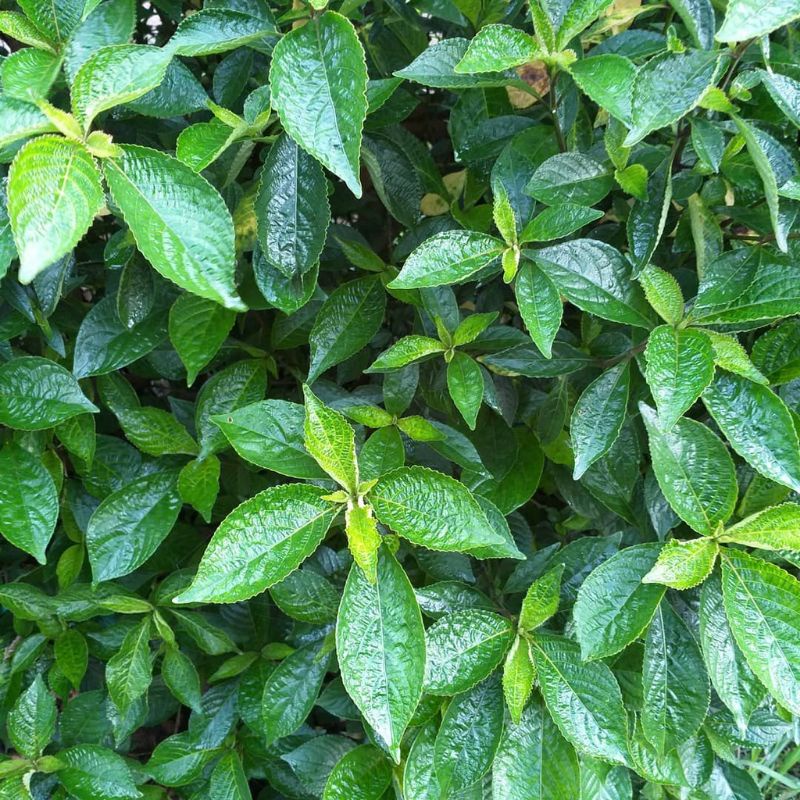 

daun kaji pecah beling per 50 lembar